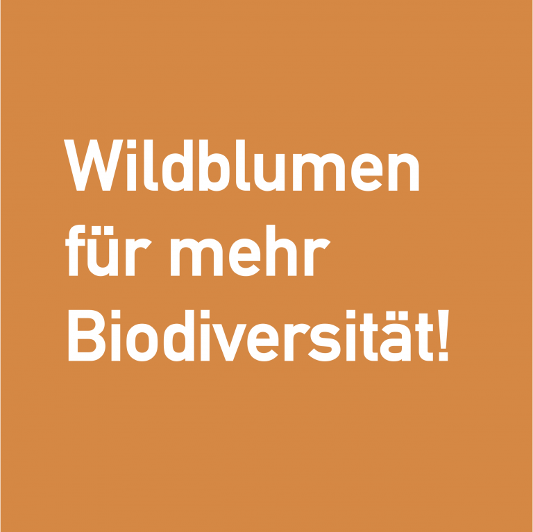 Wildblumen für mehr Biodiversität